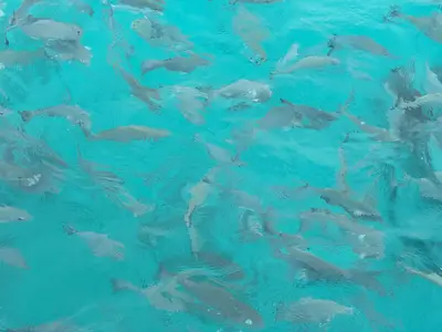 feeding fish