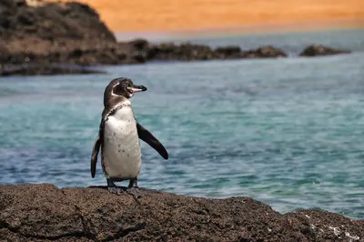 Galapagos-Wildlife