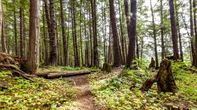 trees of Icy Strait Point